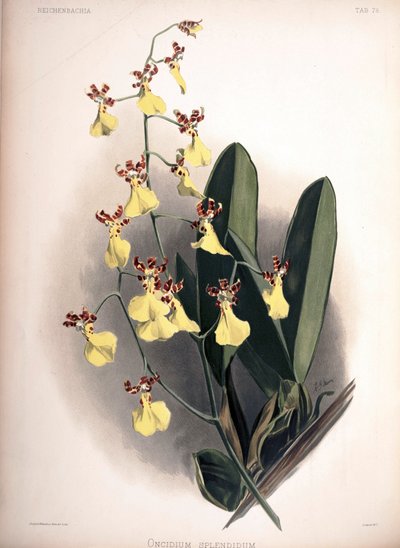 Trichocentrum splendidum (syn.: Oncidium splendidum) by London H. Sotheran and Co.